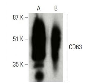 CD63 Antibody MX 49.129.5 SCBT Santa Cruz Biotechnology