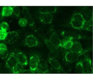 CD63 Antibody MX 49.129.5 SCBT Santa Cruz Biotechnology