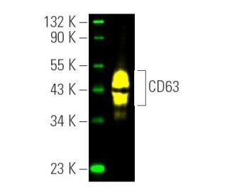 CD63 Antibody (MX-49.129.5) - Western Blotting - Image 391364 