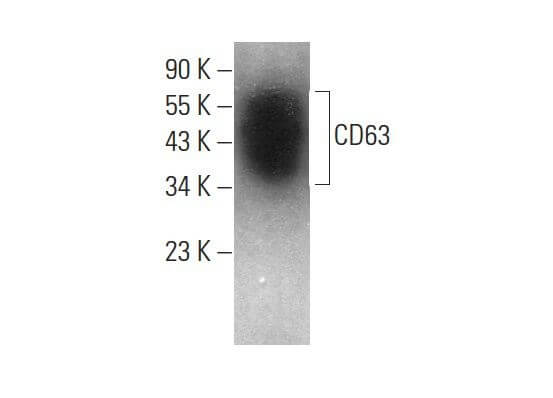 CD63 Antibody (NK1/C3) | SCBT - Santa Cruz Biotechnology