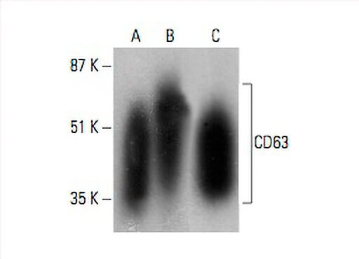 cd63-antibody-nk1-c3-western-