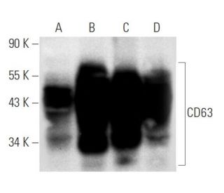 western blotting image from recommended CD63 (MX-49.129.5) monoclonal antibody replacement. Image 4914