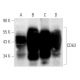 western blotting image from recommended CD63 (MX-49.129.5) monoclonal antibody replacement. Image 4914