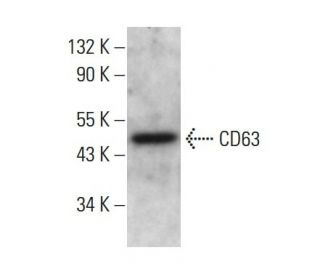 CD63 Antibody (E-12) - Western Blotting - Image 376607 