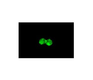 CD64 Antibody (10.1) | SCBT - Santa Cruz Biotechnology