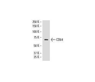 CD64 Antibody (10.1) | SCBT - Santa Cruz Biotechnology
