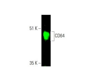 western blotting image from recommended CD64 (10.1) monoclonal antibody replacement. Image 381599