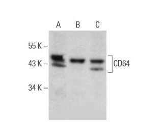 CD64 Antibody (C-6) - Western Blotting - Image 346438Each CRISPR/Cas9 Knockout (KO) Plasmid product consists of a pool of 3 plasmids designed to ensure identification and cleavage of a specific gene for maximum knockout efficiency. Each plasmid encodes a unique 20 nt sequence derived from the GeCKO (v2) library.