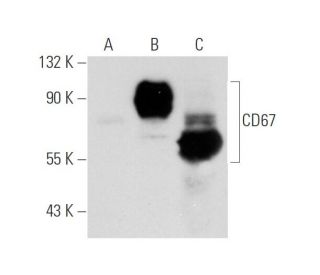 CD67 Antibody (GM2H6) - Western Blotting - Image 64696