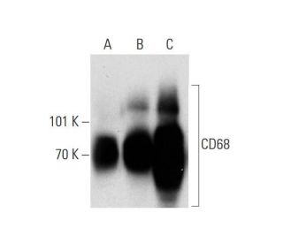 CD68 Antibody (3F103) - Western Blotting - Image 138542 
