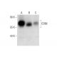 CD68 Antibody (C-9) - Western Blotting - Image 299317