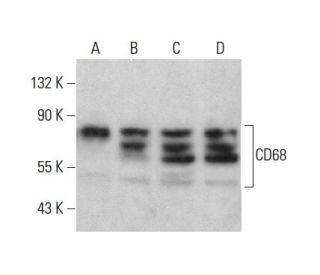 CD68 Antibody (C-9) - Western Blotting - Image 352068 