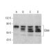 CD68 Antibody (C-9) - Western Blotting - Image 352068 