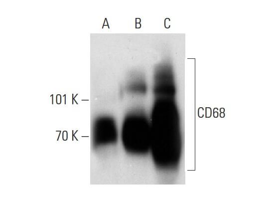 CD68 Antibody (H-255) | SCBT - Santa Cruz Biotechnology