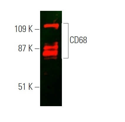 CD68抗体(KP1) | SCBT - Santa Cruz Biotechnology