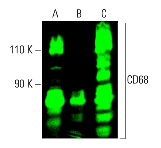 CD68 Antibody (KP1) | SCBT - Santa Cruz Biotechnology