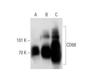 western blotting image from recommended CD68 (KP1) monoclonal antibody replacement. Image 138543