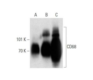 CD68 Antibody (SPM130) - Western Blotting - Image 138544 