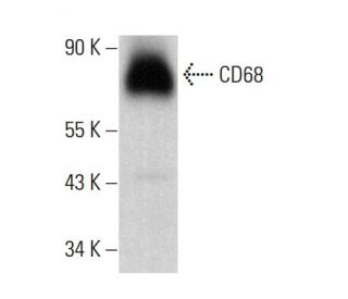 CD68 Antibody (SPM130) - Western Blotting - Image 380235