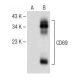CD69 Antibody (A-5) - Western Blotting - Image 147995