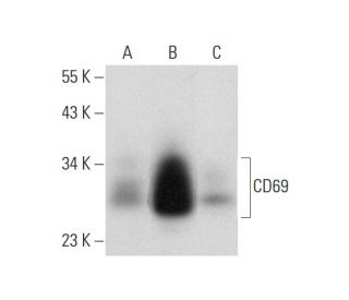 CD69 Antibody (A-5) - Western Blotting - Image 300528 