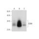CD69 Antibody (A-5) - Western Blotting - Image 300528 