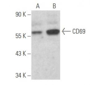 CD69 Antibody (D-3) - Western Blotting - Image 356139 