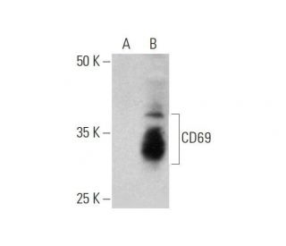 CD69 Antibody (E-10) - Western Blotting - Image 353449 