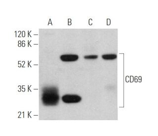 CD69 Antibody (D-3) - Western Blotting - Image 360321