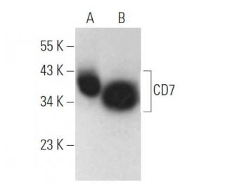 CD7 Antibody (E-12) - Western Blotting - Image 373466 