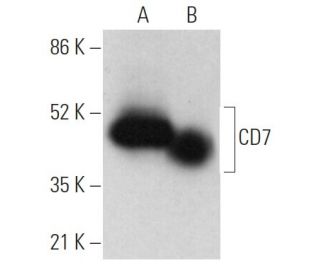 CD7 Antibody (H-7) - Western Blotting - Image 373419 