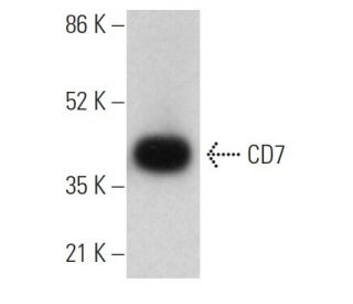 CD7 Antibody (E-12) - Western Blotting - Image 373420