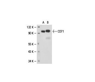 CD71/TFRC/Transferrin Receptor Antibody (3H3074) - Western Blotting - Image 18263 