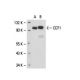 CD71/TFRC/Transferrin Receptor Antibody (3H3074) - Western Blotting - Image 18263 