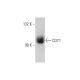 CD71/TFRC/Transferrin Receptor Antibody (3H3074) - Western Blotting - Image 353442 