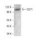 CD71/TFRC/Transferrin Receptor Antibody (3H3074) - Western Blotting - Image 380856