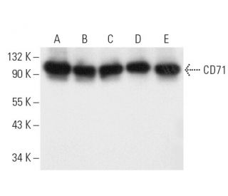 western blotting image from recommended CD71/TFRC/Transferrin Receptor (3B8 2A1) monoclonal antibody replacement. Image 9570