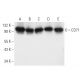 western blotting image from recommended CD71/TFRC/Transferrin Receptor (3B8 2A1) monoclonal antibody replacement. Image 9570