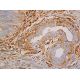 CD71/TFRC/Transferrin Receptor Antibody (OX26) - Immunohistochemistry - Image 369150