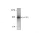CD71/TFRC/Transferrin Receptor Antibody (OX26) - Western Blotting - Image 352439 