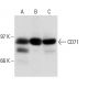 CD71/TFRC/Transferrin Receptor Antibody (YTA 74.4) - Western Blotting - Image 15019