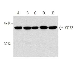 CD72 Antibody (G-5) - Western Blotting - Image 138564 
