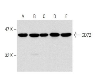 CD72 Antibody (H-96): sc-1707