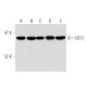 western blotting image from recommended CD72 (G-5) monoclonal antibody replacement. Image 138564