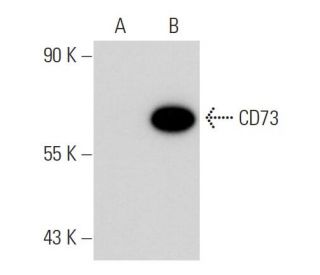 CD73 Antibody (2B6) - Western Blotting - Image 38402