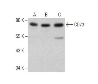 western blotting image from recommended CD73 (D-12) monoclonal antibody replacement. Image 353237