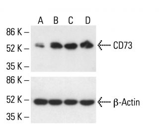 CD73 Antibody (IE9) - Western Blotting - Image 411284 