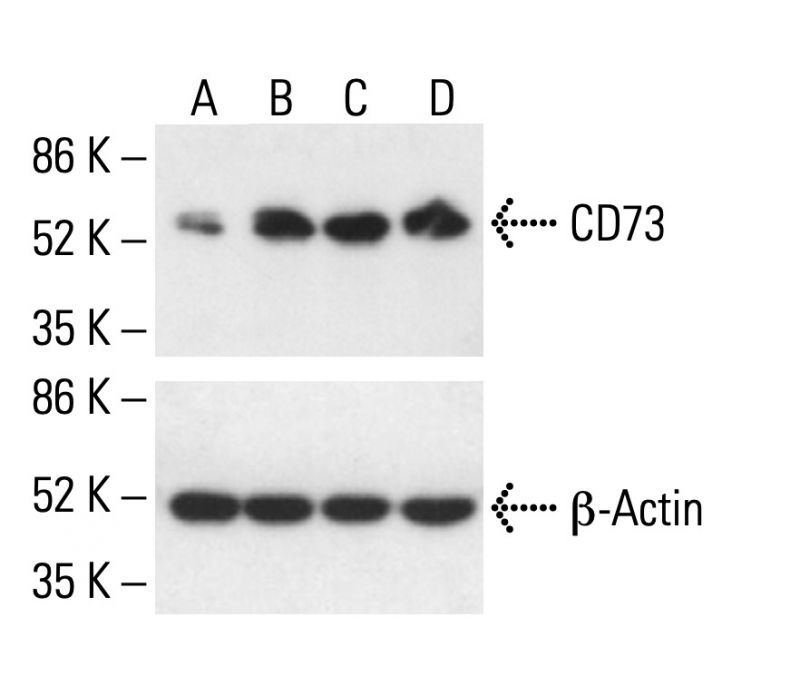 CD73 Antibody (IE9) | SCBT - Santa Cruz Biotechnology