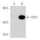 CD73 (2B6): sc-130006. Western blot analysis of CD73 expression in...