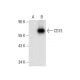CD73 (D-12): sc-398260. Western blot analysis of CD73 expression in... 